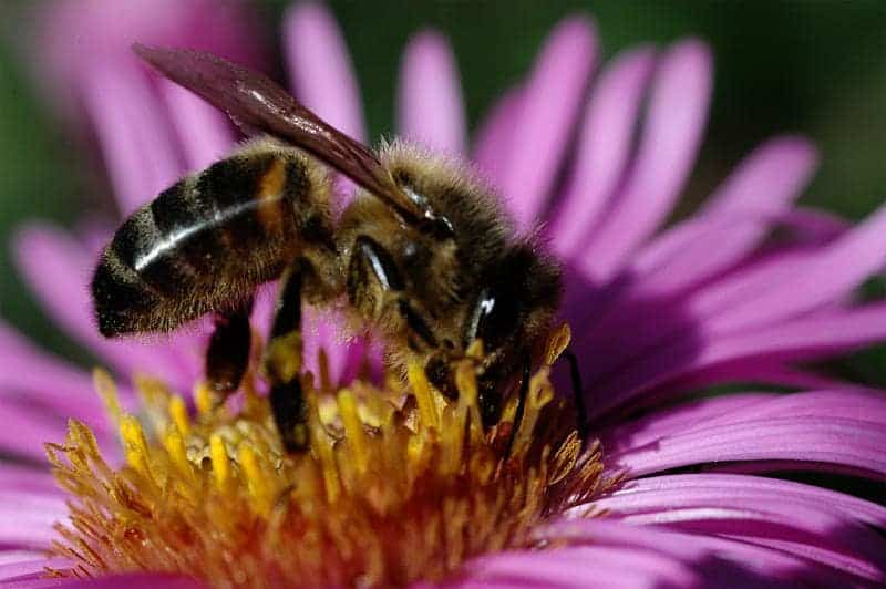 Why Are Bees Attracted To Air Conditioners?