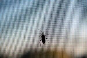 Can Bugs Come Through The Central Air Conditioner