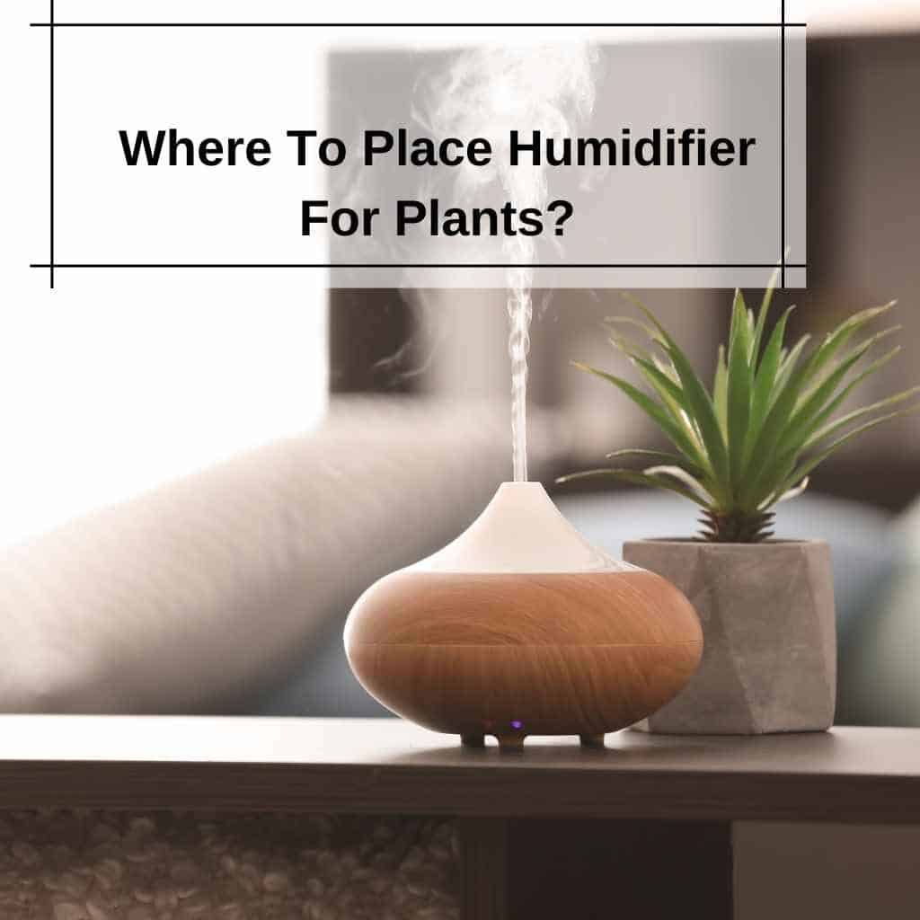 Where To Place Humidifier For Plants